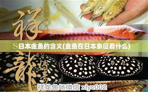 金魚含義|金鱼的寓意和象征